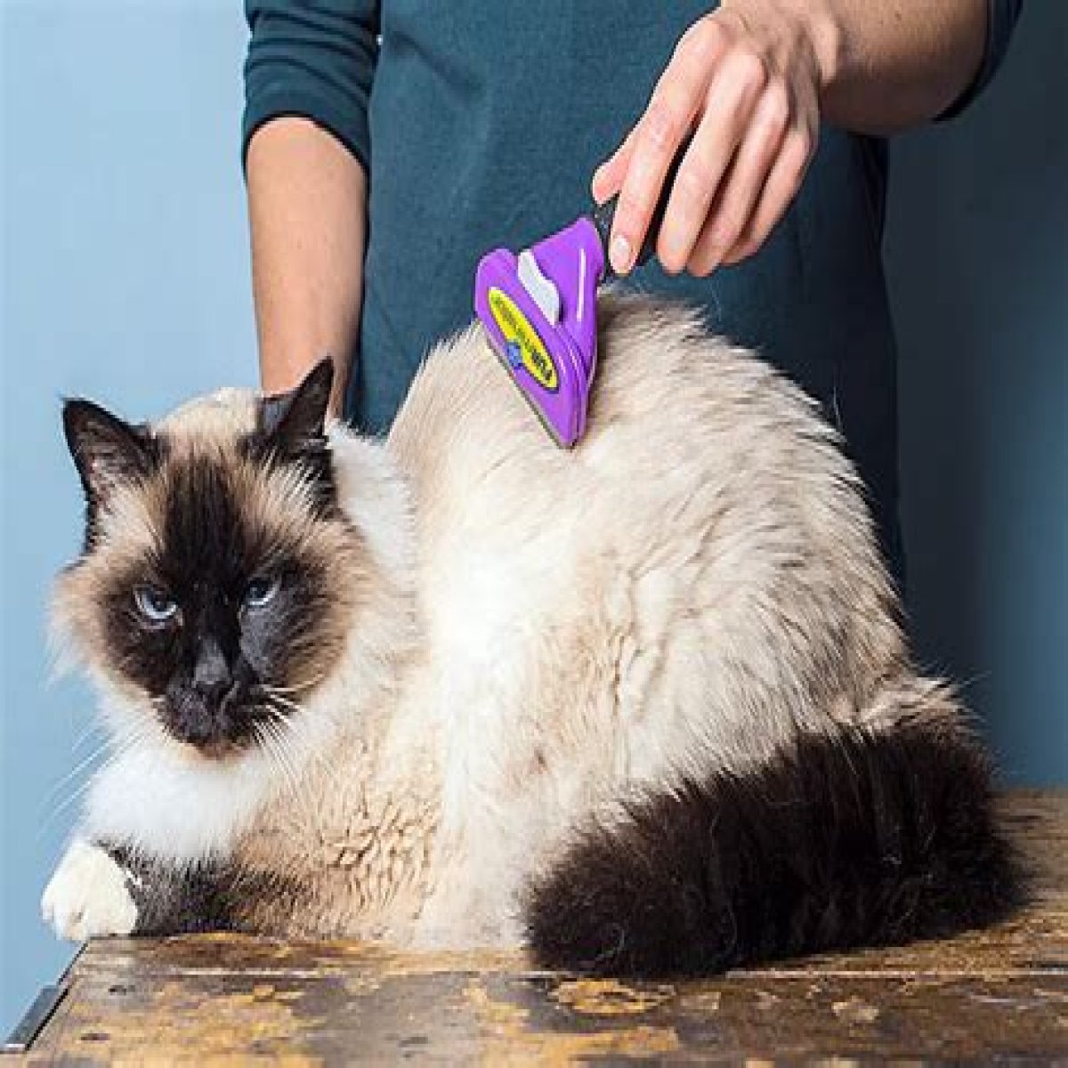 Brushing Up on the Basics: A Comprehensive Furminator for Cats Review
