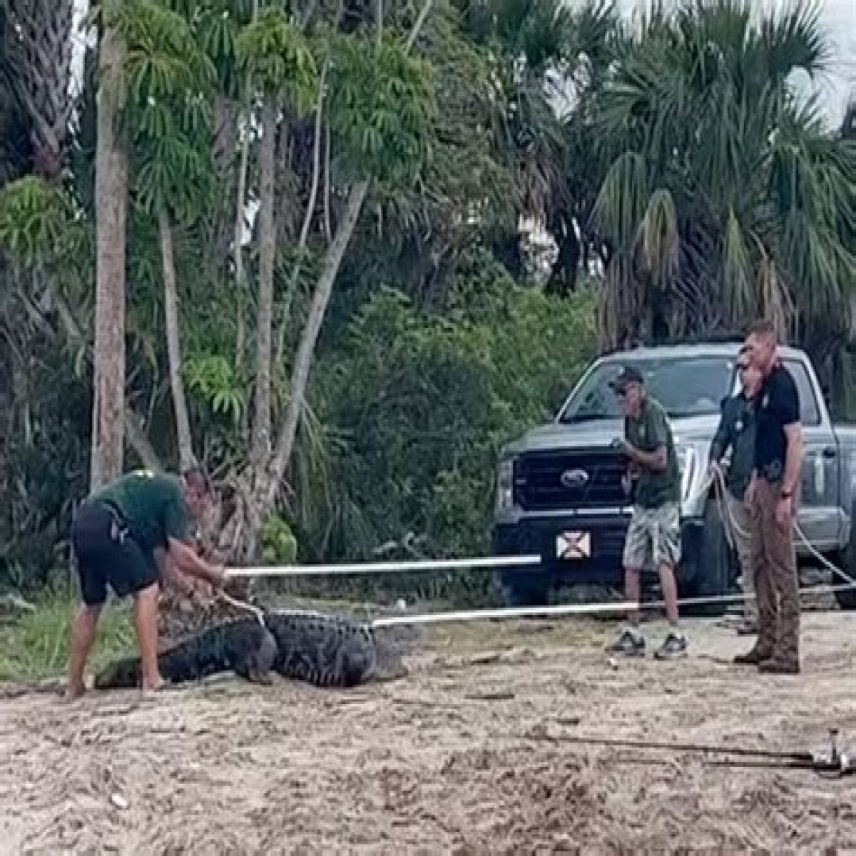 
                              New Graphic Video of Man Losing Arm in Alligator Attack
                    
                          Alligator Attack
                          Gator Armed to the Teeth ...
                          Brutal Attack Caught on Video
                      
        
        
          
                        
              
                
                                  3.3K
                              
            
            
              
                
              
            
          

                      5/22/2023 4:32 PM PT
                  
      