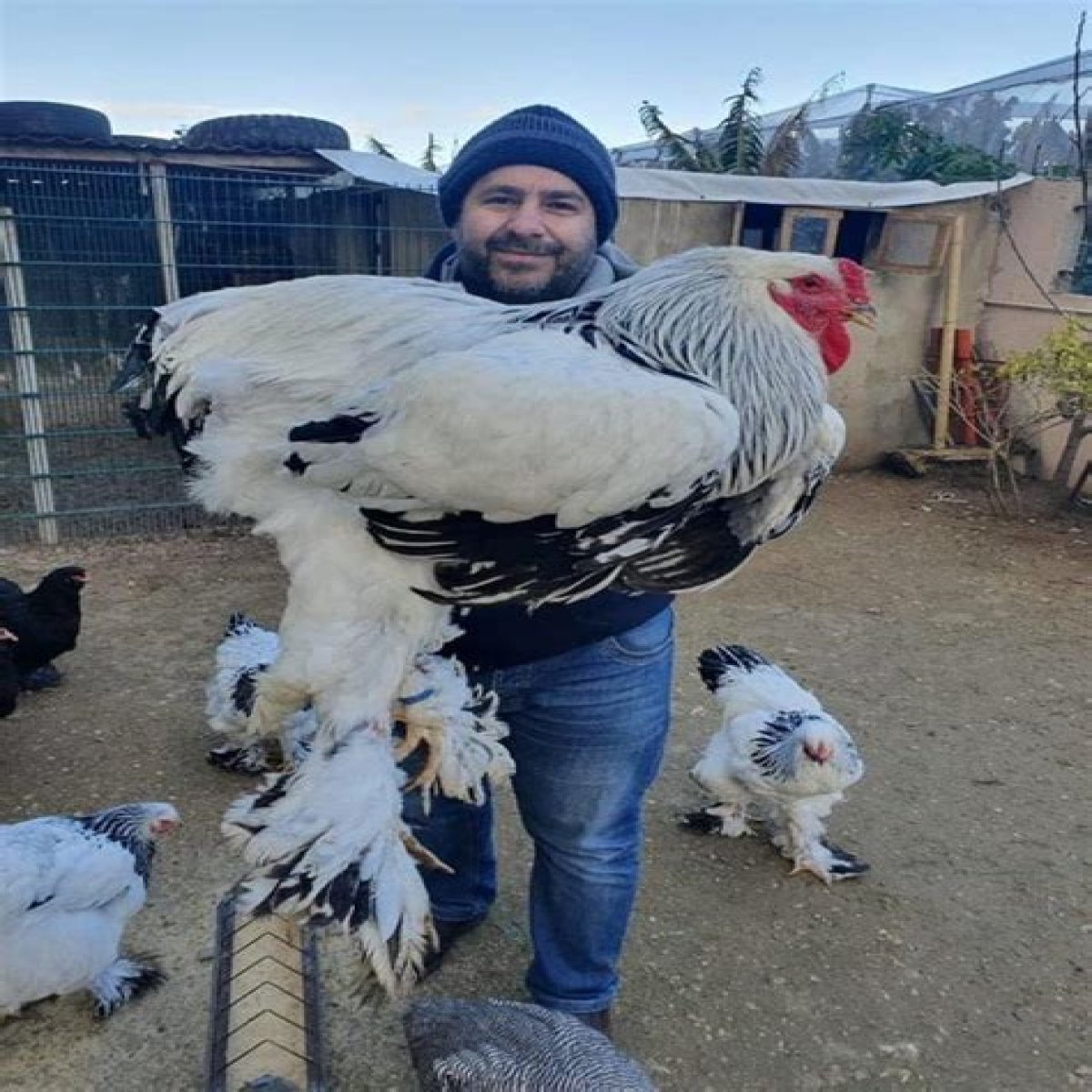 The Largest Chicken Breed In The World