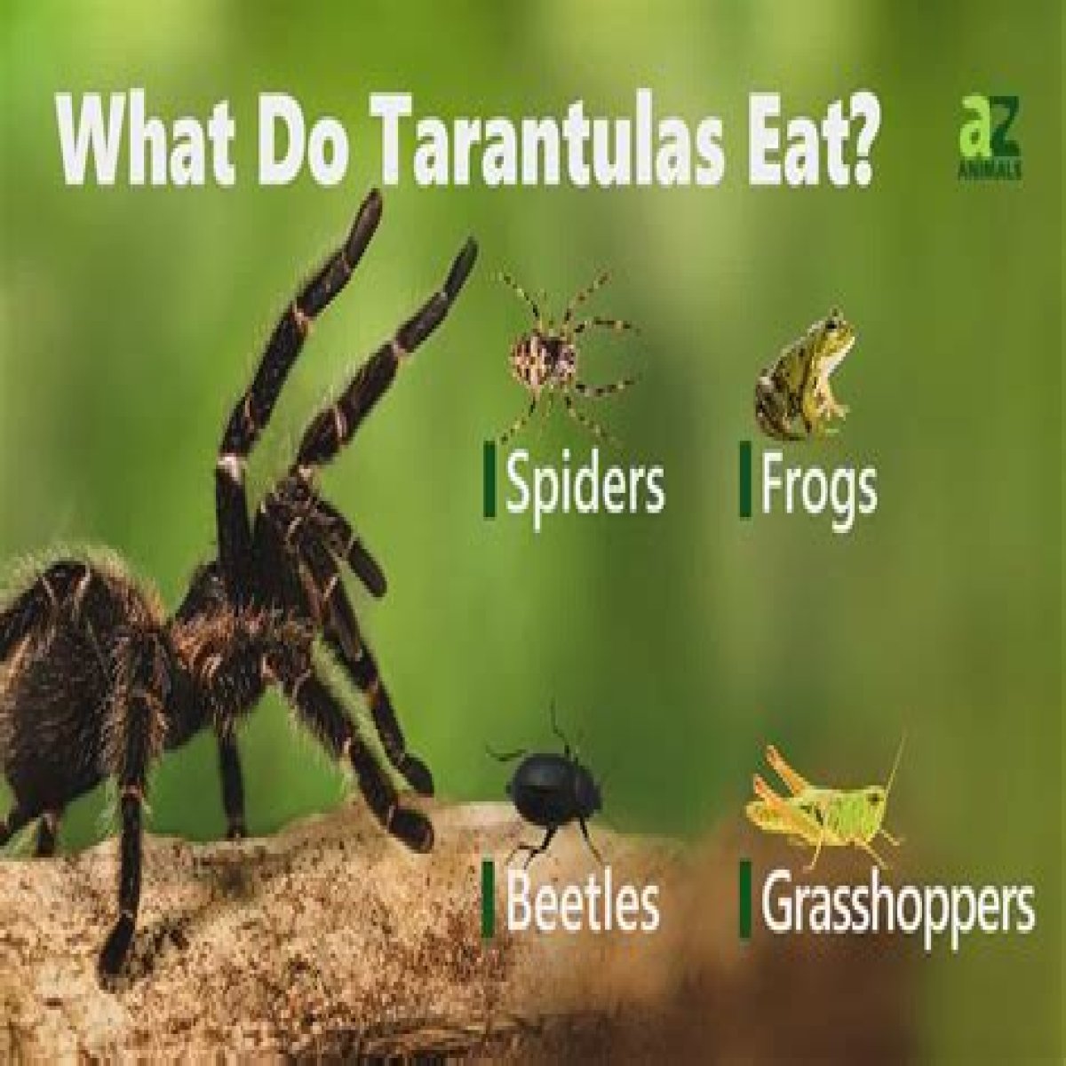 What Do Tarantulas Eat?