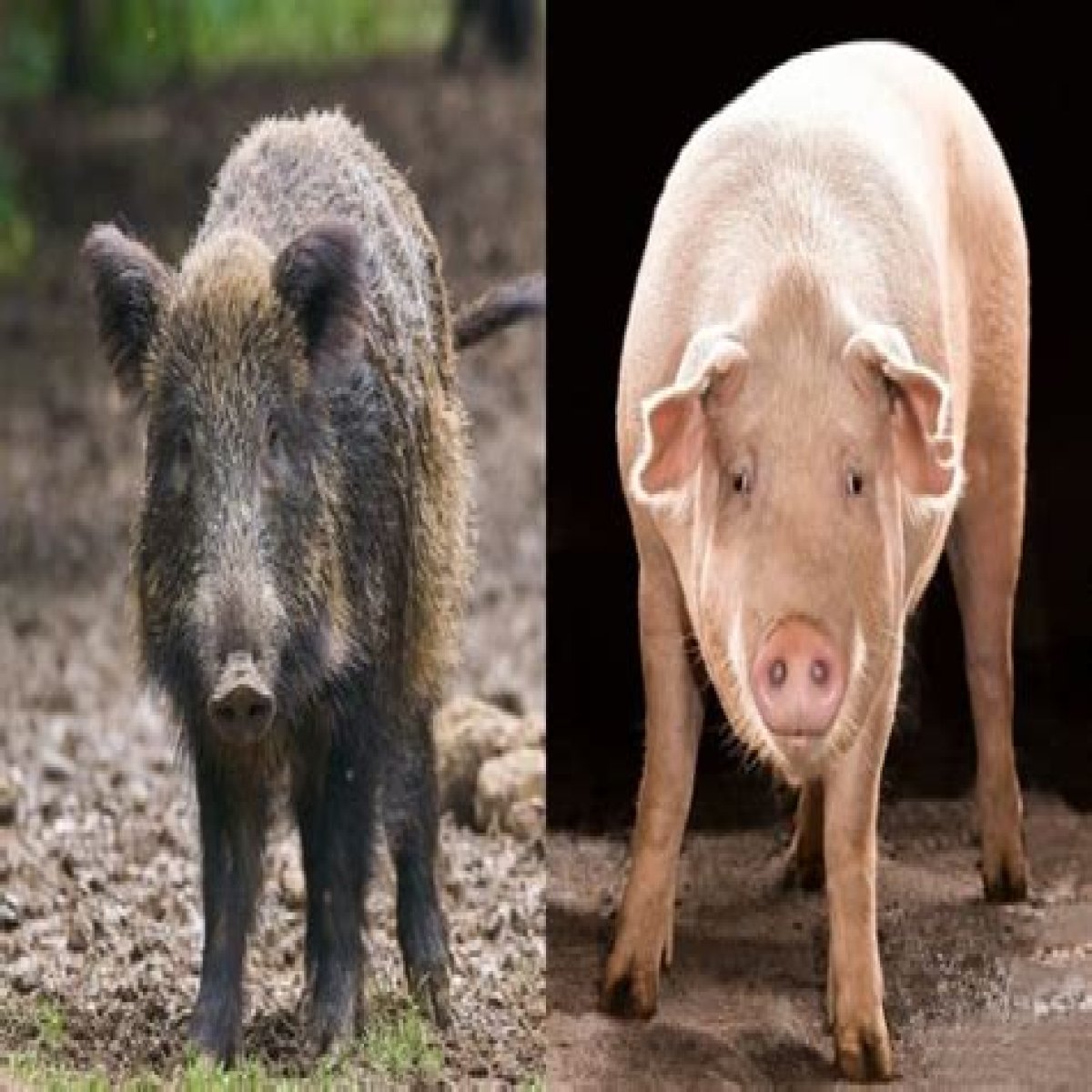 What is the Difference Between Boar and Pig
