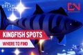 Where to catch Kingfish in Disney Dreamlight Valley